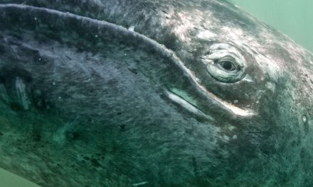 What Arctic and Tropical Waters Have in Common