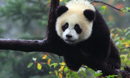 An Encounter with China’s Stunning Nature