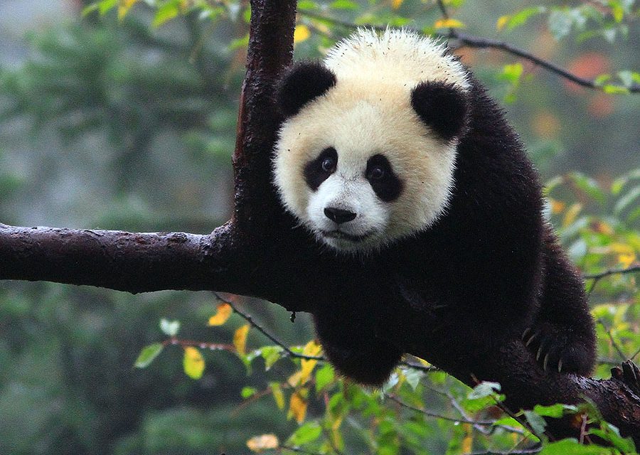 An Encounter with China’s Stunning Nature