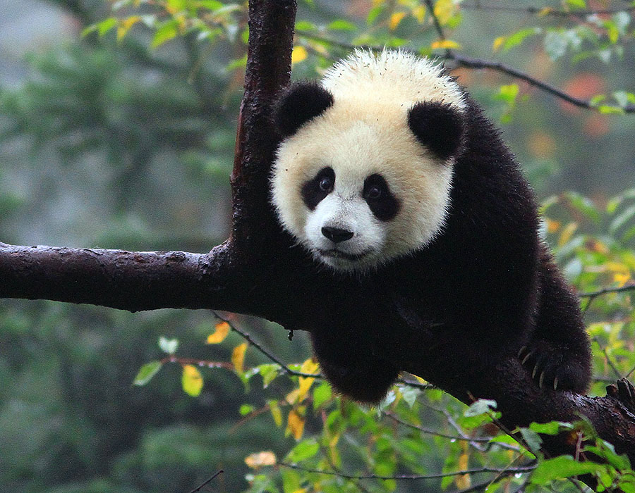 Giant Panda, Befengxia Panda base in Ya’an, Sichuan, China