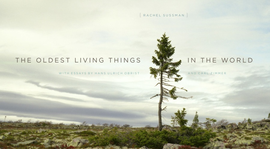 Great Read: The Oldest Living Things in the World
