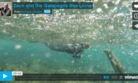 Video: Swimming with Galapagos Sea Lions