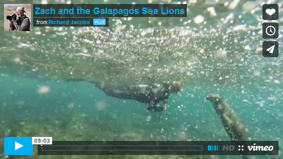 Video: Swimming with Galapagos Sea Lions