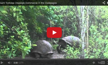 Video: Giant tortoise displays dominance in the Galapagos