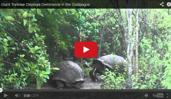 Video: Giant tortoise displays dominance in the Galapagos