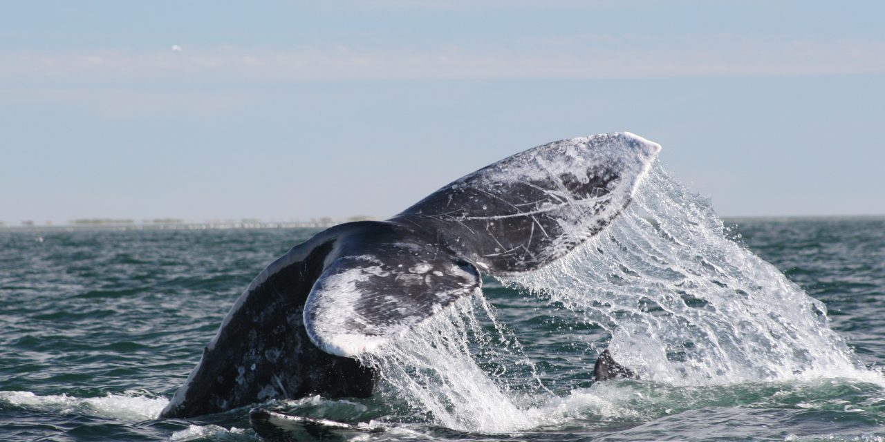 A Whale of a Journey: Kayaking Baja’s Sea of Cortez