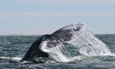 A Whale of a Journey: Kayaking Baja’s Sea of Cortez