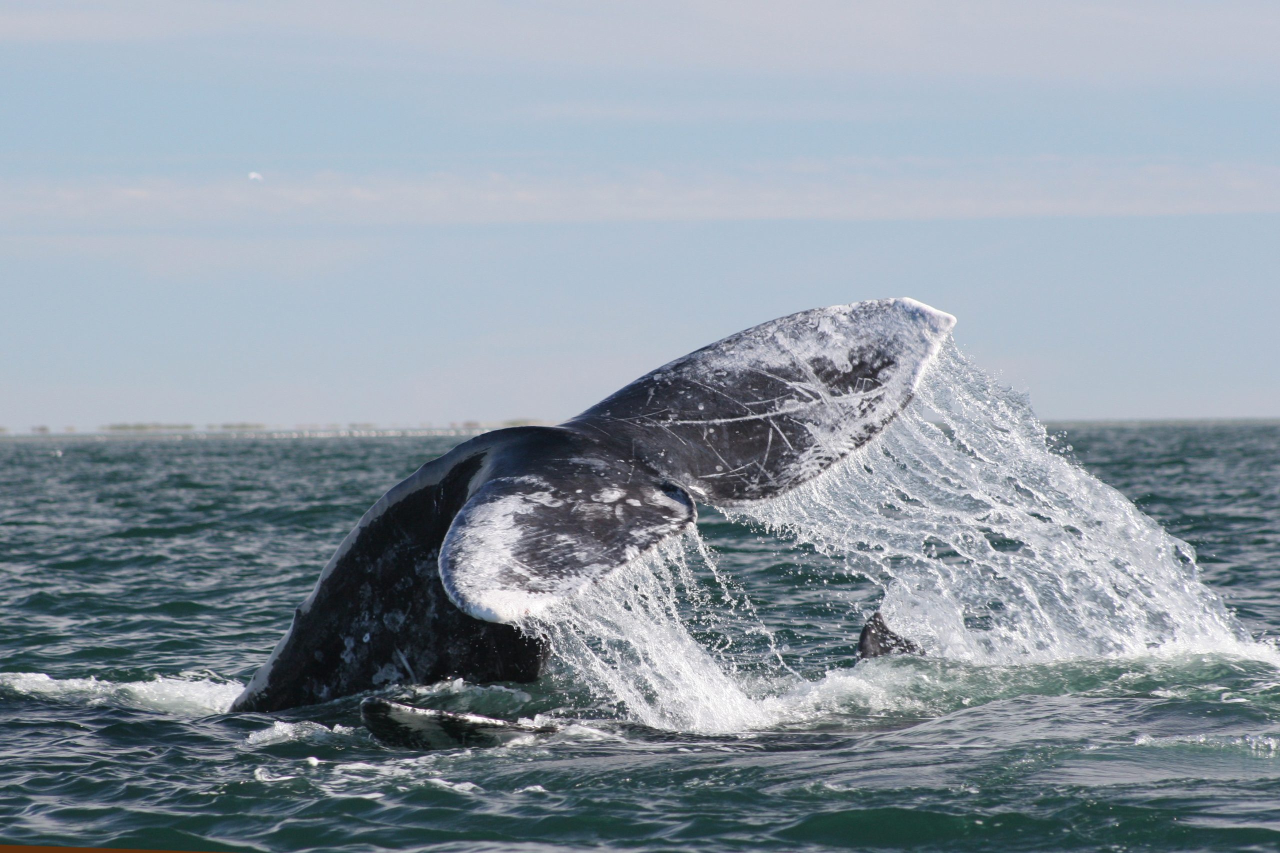 Blue Whale tail spotted in Baja