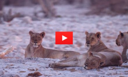 Video of the Week: Pride of Namibia
