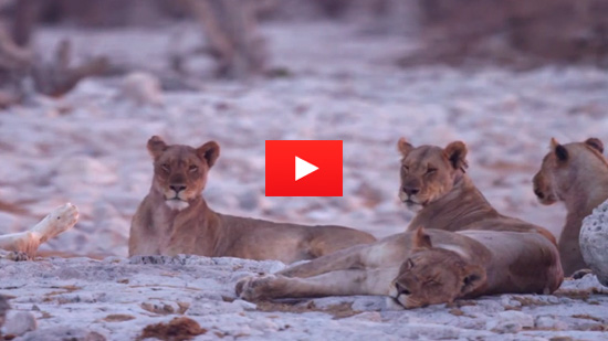Video of the Week: Pride of Namibia