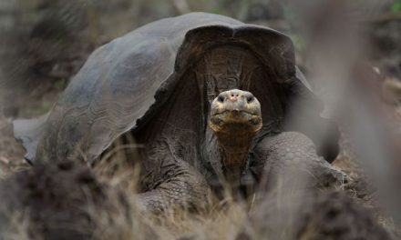 Top Four Experiences in the Galapagos Islands