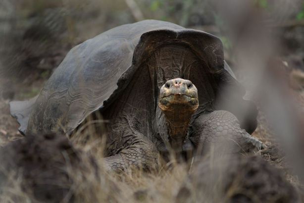 Tortoise, Charles Darwin Research Station, Santa Cruz, Galapagos