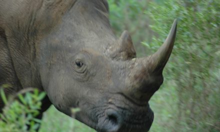 School of Thought: Eight Things South Africa Taught Me