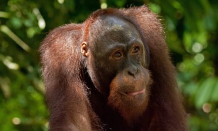 A Lifelong Love of Orangutans