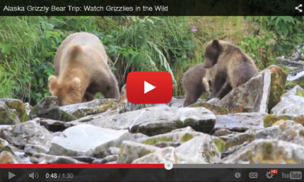 Video of the Week: Unbelievably Close to Grizzlies in Alaska