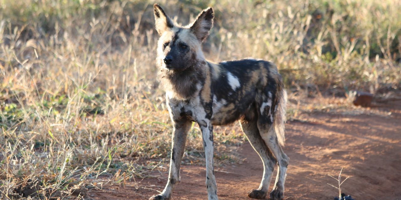 Wild Dogs: A Rare Encounter in Botswana