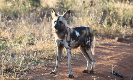 Wild Dogs: A Rare Encounter in Botswana