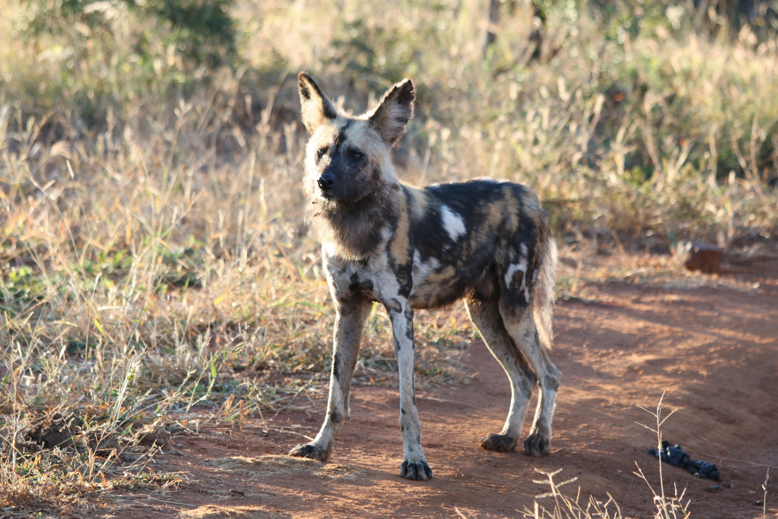 African wild dog with beautiful spots