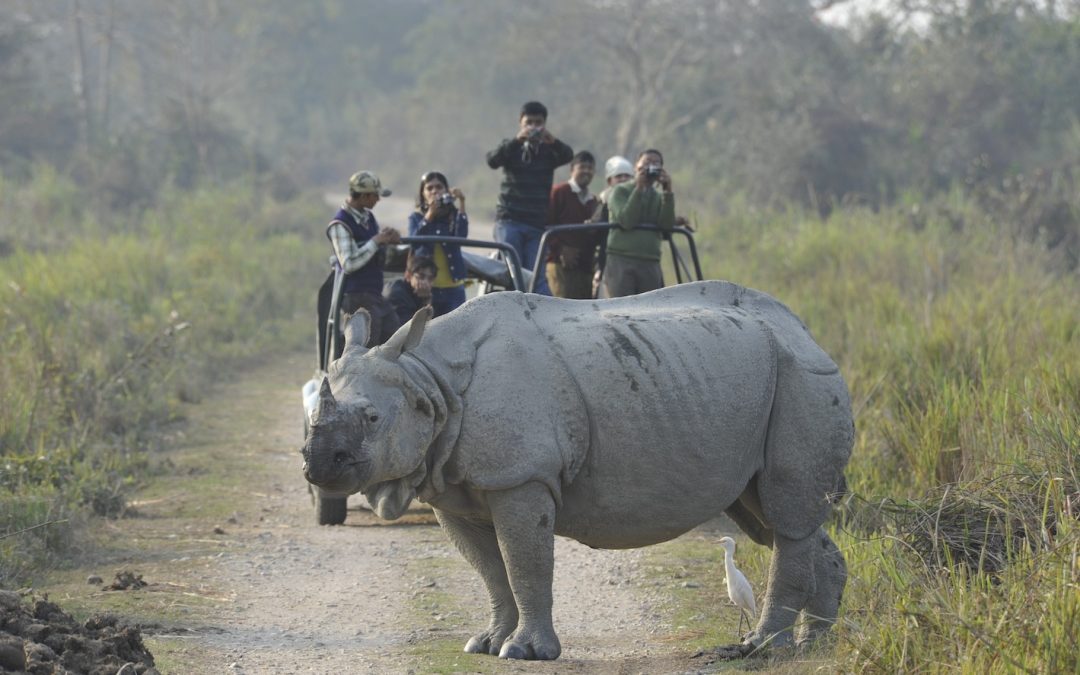 Beyond Tigers: India's Top 10 Other Incredible Wildlife
