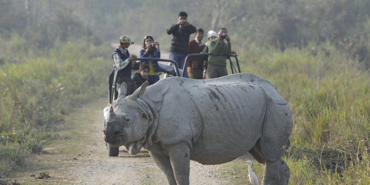Beyond Tigers: India's Top 10 Other Incredible Wildlife