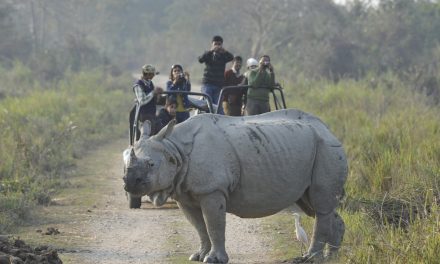 Beyond Tigers: India's Top 10 Other Incredible Wildlife