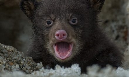 Photos: A black bear cub sees the world for the first time!