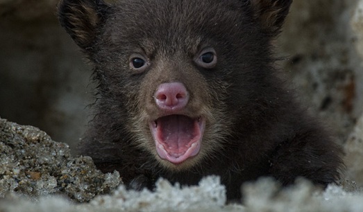 Photos: A black bear cub sees the world for the first time!