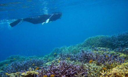 Q-and-A: Snorkeling Indonesia’s Raja Ampat