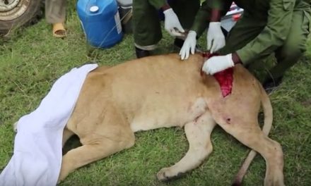 Video: Saving an African Lion