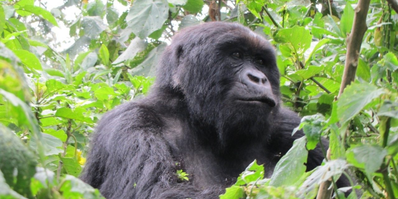 Travel Tales: Face to Face With The Mountain Gorillas Of Rwanda