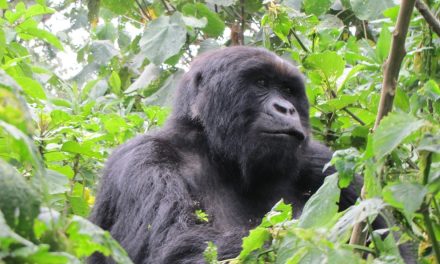 Travel Tales: Face to Face With The Mountain Gorillas Of Rwanda