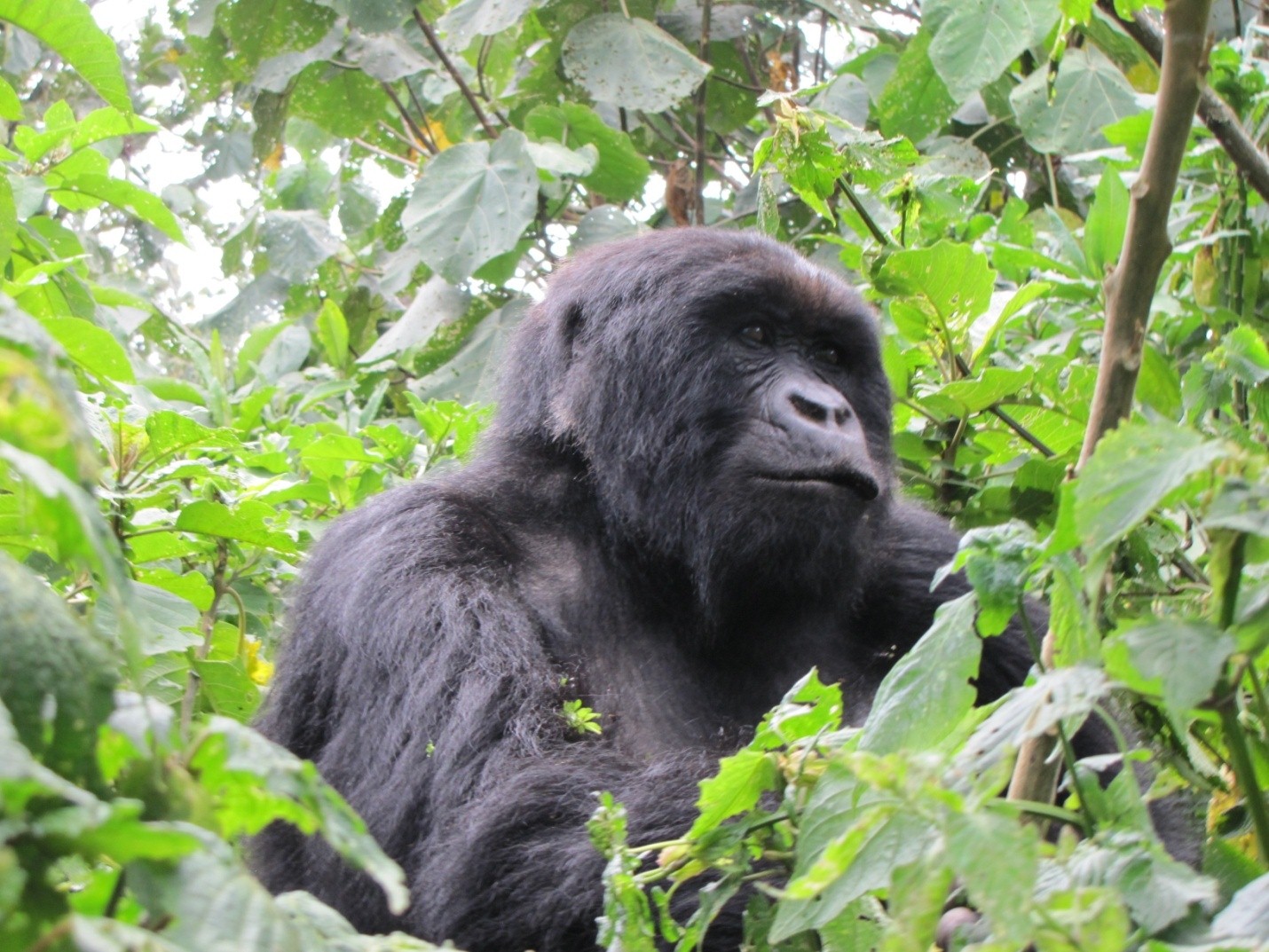 male mountain gorilla, Rwanda, Volcanoes National Park
