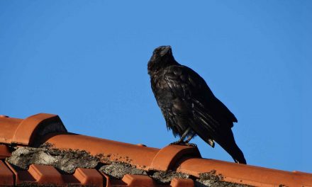Video: A Crow Invents a Sled