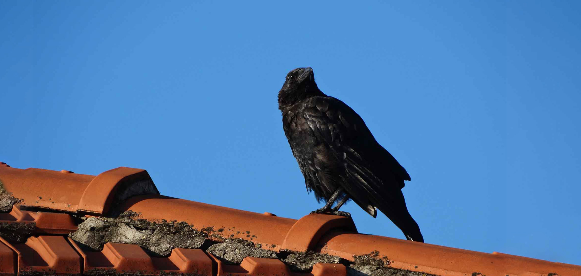 Video: A Crow Invents a Sled
