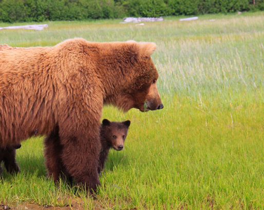 picture of grizzly bear and cub