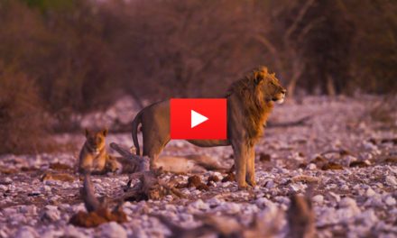 Video: The Guardians of Namibia's Wildlife