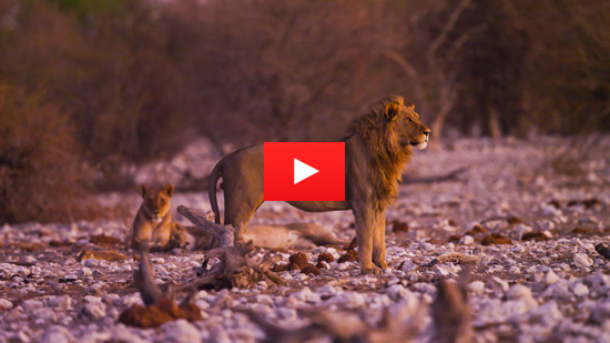 Video: The Guardians of Namibia's Wildlife