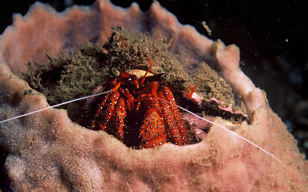 9 Animals Who Need a Name Change