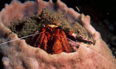 9 Animals Who Need a Name Change