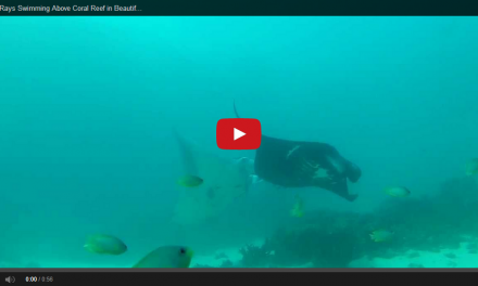 Video: An "Underwater Ballet" of Manta Rays in Indonesia