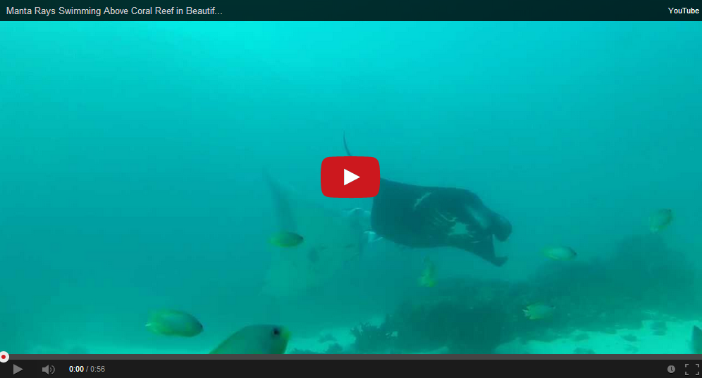 Video: An "Underwater Ballet" of Manta Rays in Indonesia