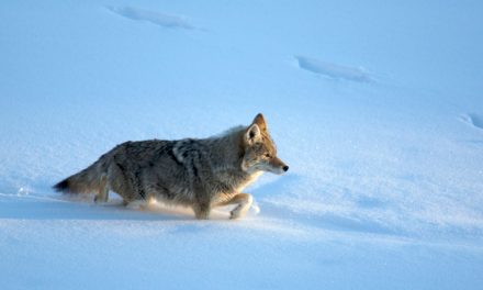 Urban Coyotes: Pet Threats or Ecosystem Equalizers?