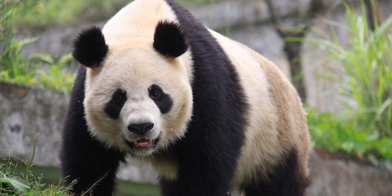 More Pandas on New China Itinerary