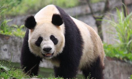 More Pandas on New China Itinerary
