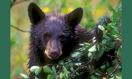 Does Our Language Regarding Wolves and Bears Shape Our Attitudes?