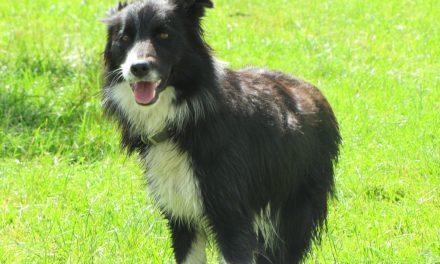 Border Collies: The Real Stars of New Zealand