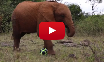 Video of the Week: Orphaned Elephants Celebrate World Cup 2014