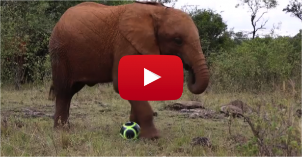 Video of the Week: Orphaned Elephants Celebrate World Cup 2014