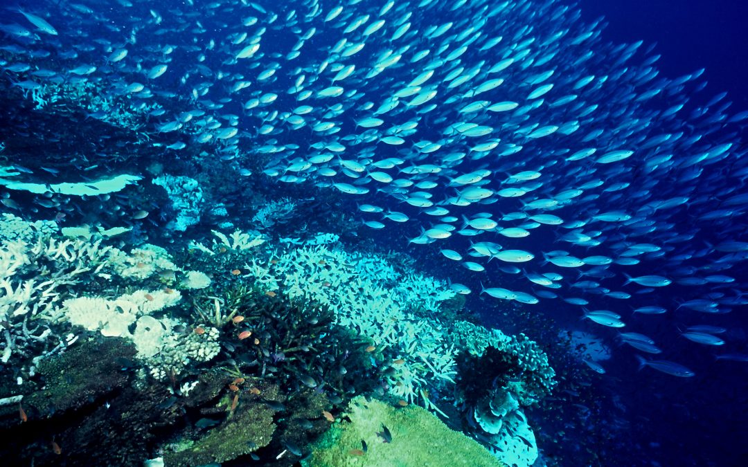 Top 10 Facts about the World’s Oceans