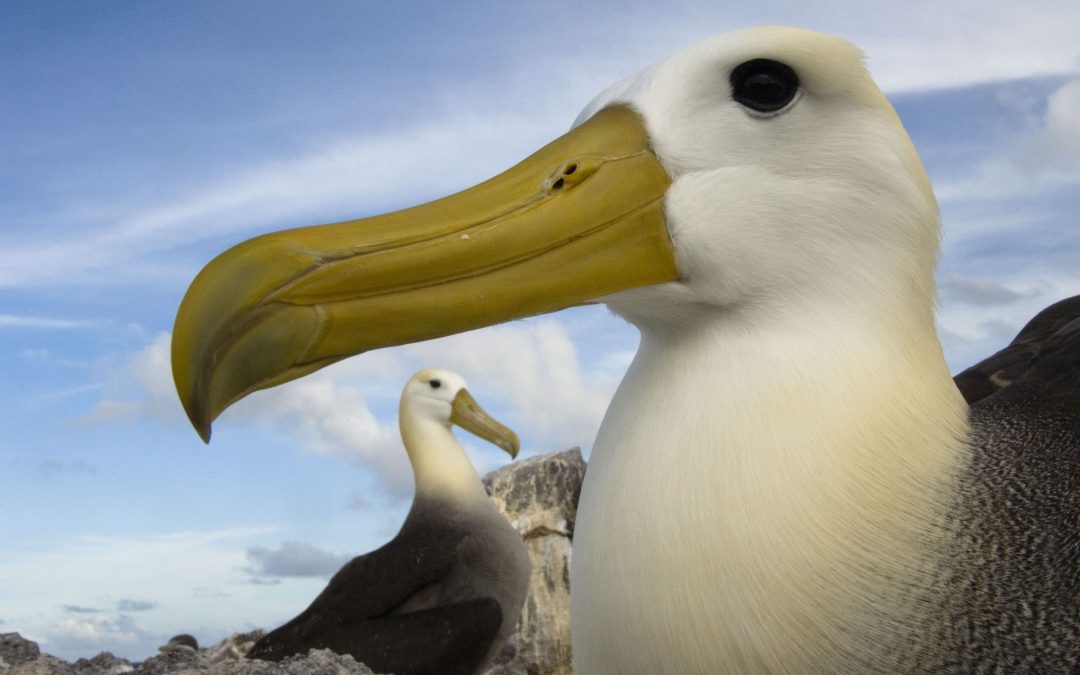 Video: 5 Flirty and Funny Mating Dances